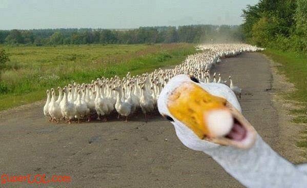 Duck Selfie Superlol